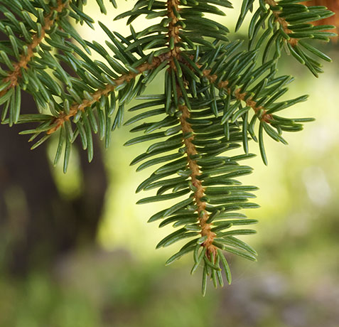 Engelmann Spruce Tree Picea engelmannii 