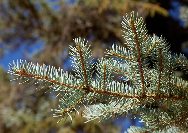 Spruce Picea sp. 