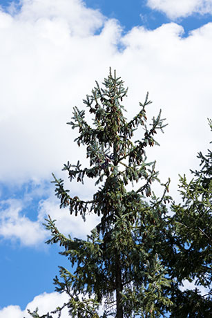 Spruce Picea sp. Spruce Picea sp.