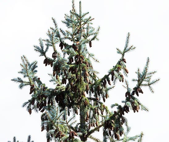 Spruce Picea sp. 