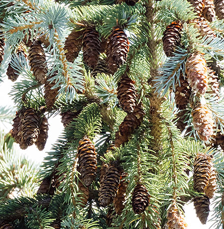 Spruce Picea sp. 