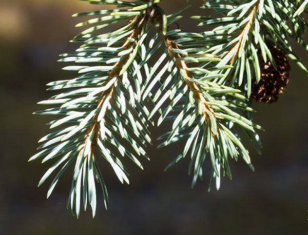 Spruce Picea sp. 