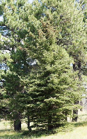 Spruce Picea sp. Spruce Picea sp.