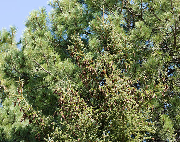 Spruce Picea sp. 