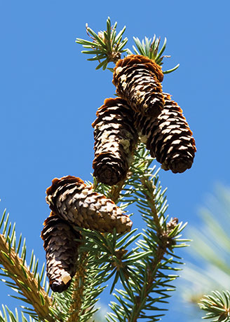 Spruce Picea sp. 