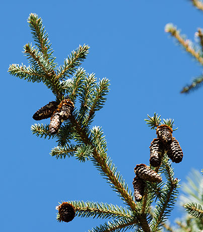 Spruce Picea sp. 