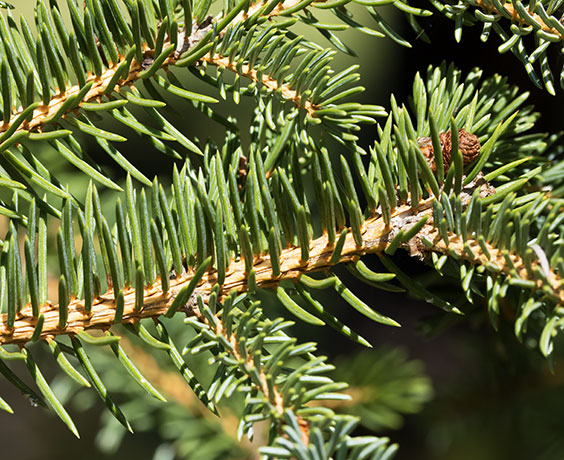 Spruce Picea sp. Spruce Picea sp.