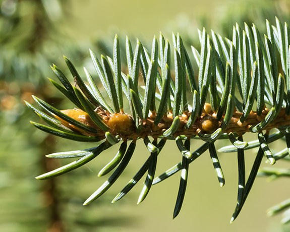 Spruce Picea sp. Spruce Picea sp.