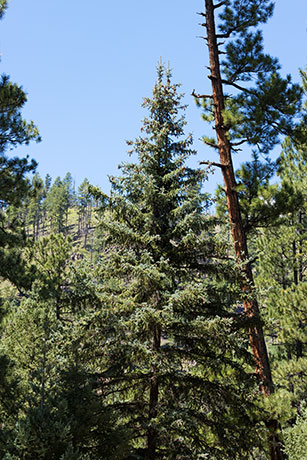 Spruce Picea sp. Spruce Picea sp.