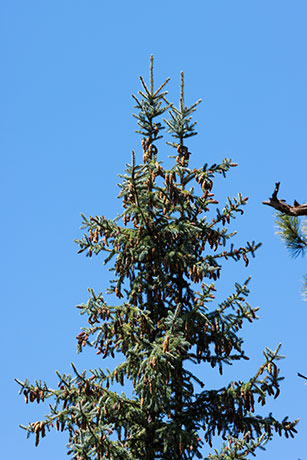 Spruce Picea sp. Spruce Picea sp.