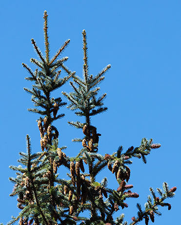 Spruce Picea sp. 