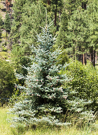Spruce Picea sp. Spruce Picea sp.