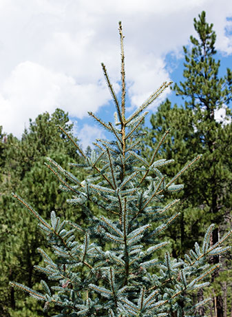 Spruce Picea sp. 