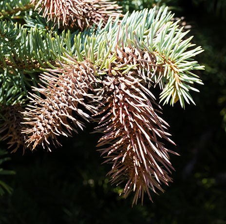 Spruce Picea sp. 