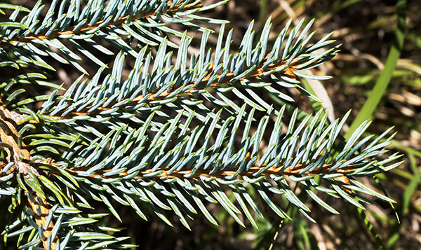 Spruce Picea sp. 