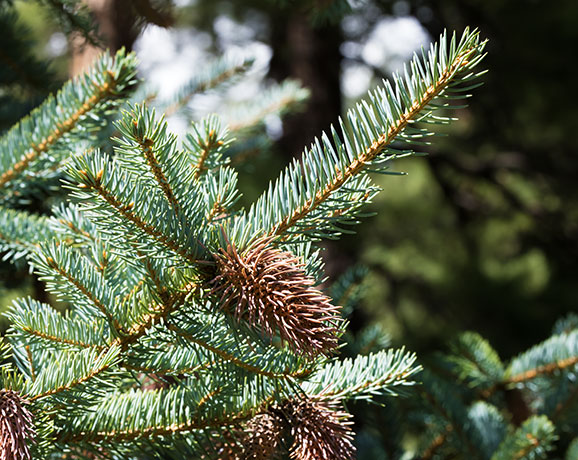 Spruce Picea sp. Spruce Picea sp.