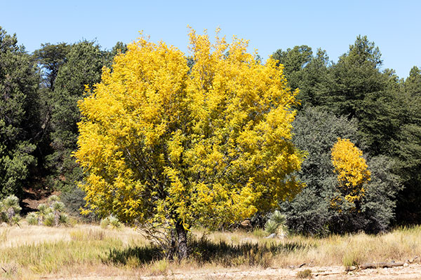 Arizona Walnut (Arizona Black Walnut, Nogal) Juglans major 
