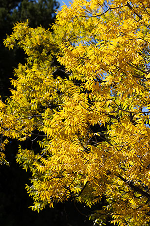 Arizona Walnut (Arizona Black Walnut, Nogal) Juglans major 