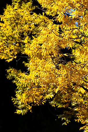Arizona Walnut (Arizona Black Walnut, Nogal) Juglans major 