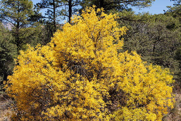 Arizona Walnut (Arizona Black Walnut, Nogal) Juglans major 