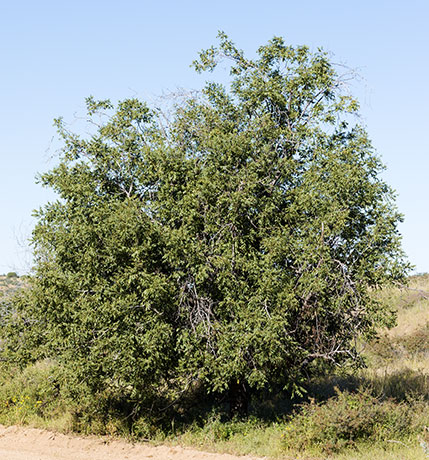 Arizona Walnut (Arizona Black Walnut, Nogal) Juglans major 