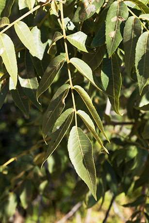 Arizona Walnut (Arizona Black Walnut, Nogal) Juglans major 