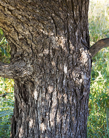 Arizona Walnut (Arizona Black Walnut, Nogal) Juglans major 