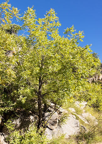 Arizona Walnut (Arizona Black Walnut, Nogal) Juglans major 