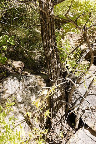 Arizona Walnut (Arizona Black Walnut, Nogal) Juglans major 