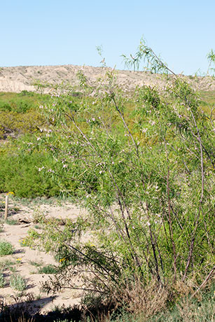 Desert Willows Chilopsis linearis   