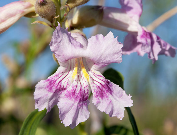 Desert Willows Chilopsis linearis   