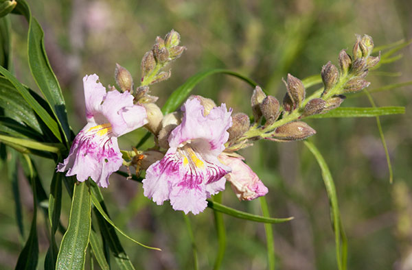 Desert Willows Chilopsis linearis   