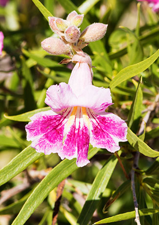 Desert Willows Chilopsis linearis   