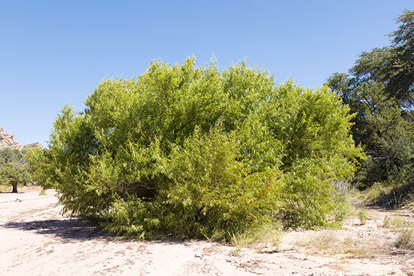 Goodding Willows Salix gooddingii  