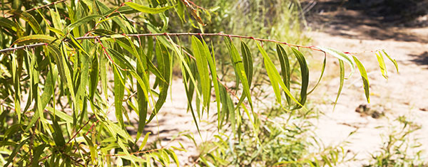 Goodding Willows Salix gooddingii  