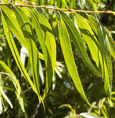 Goodding Willows Salix gooddingii  