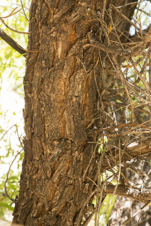 Goodding Willows Salix gooddingii  