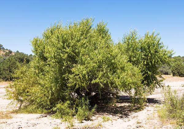 Goodding Willows Salix gooddingii  