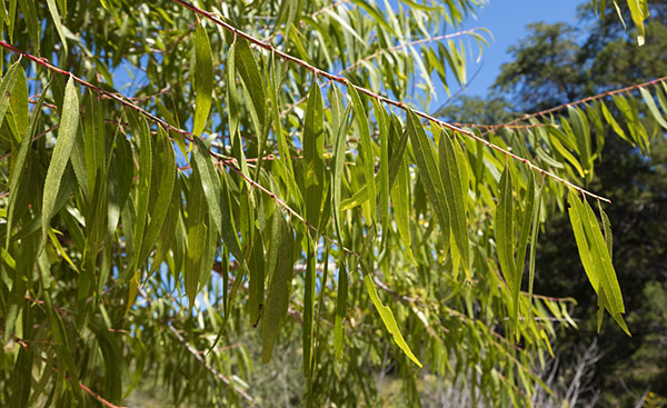 Goodding Willows Salix gooddingii  