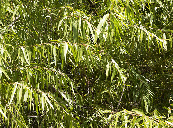 Goodding Willows Salix gooddingii  