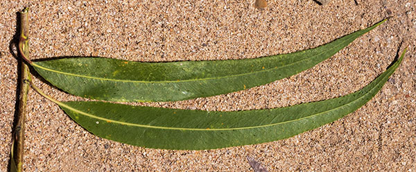 Goodding Willows Salix gooddingii  