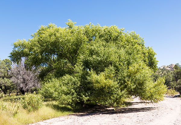 Goodding Willows Salix gooddingii  
