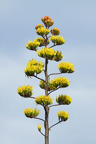 Parry's Agave Agave parryi