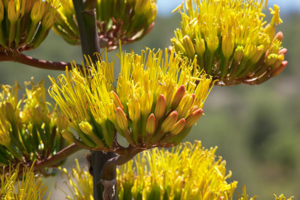 Parry's Agave Agave parryi