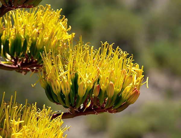 Parry's Agave Agave parryi