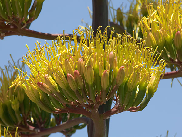 Parry's Agave Agave parryi