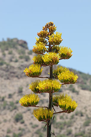 Parry's Agave Agave parryi