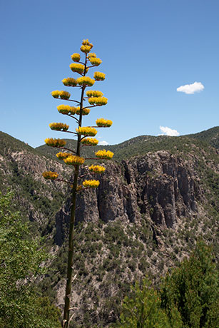 Parry's Agave Agave parryi