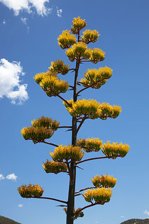 Parry's Agave Agave parryi