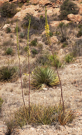Schott's Century Plant Agave schottii Shindagger Amole 